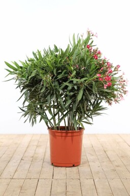 Oleander Nerium Oleander Struik Rood/Wit/Rose 100-120 Pot