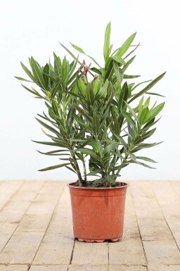 Nerium Oleander struik 50-60 cm