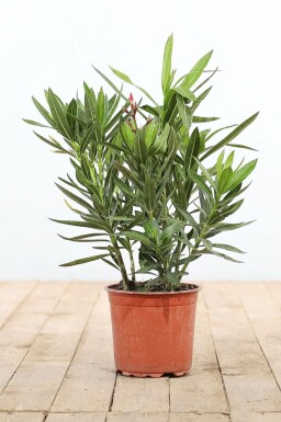 Oleander Nerium Oleander Struik Rood/Wit/Rose 50-60 Pot
