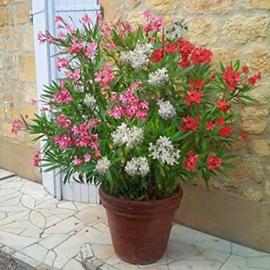 Oleander Nerium Oleander Struik Rood/Wit/Rose 50-60 Pot Nerium Oleander struik 50-60 cm