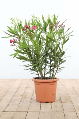Oleander Nerium Oleander Struik Rood/Wit/Rose 70-80 Pot