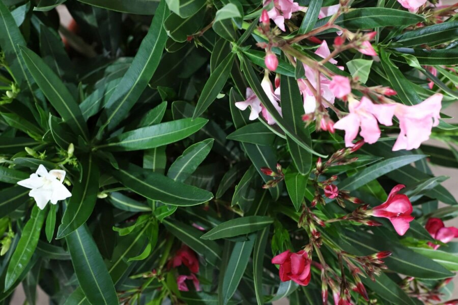 Oleander Nerium Oleander Struik Rood/Wit/Rose 70-80 Pot Nerium Oleander struik 70-80 cm