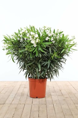 Oleander Nerium Oleander Struik Wit 100-120 Pot