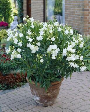 Oleander Nerium Oleander Struik Wit 100-120 Pot Nerium Oleander struik 100-120 cm