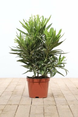 Nerium Oleander struik 50-60 cm