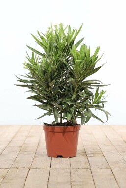 Oleander Nerium Oleander Struik Wit 50-60 Pot
