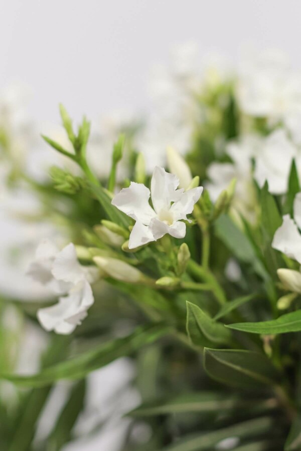 Oleander Nerium Oleander Struik Wit 50-60 Pot Nerium Oleander struik 50-60 cm