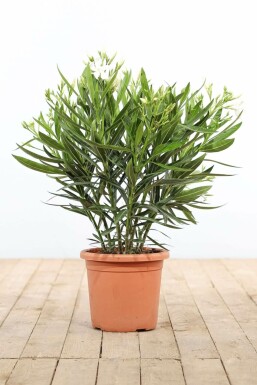 Oleander Nerium Oleander Struik Wit 70-80 Pot Nerium Oleander struik 70-80 cm