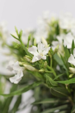 Oleander Nerium Oleander Struik Wit 70-80 Pot