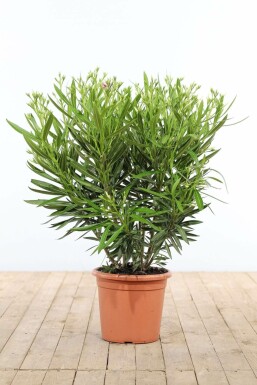 Nerium Oleander struik