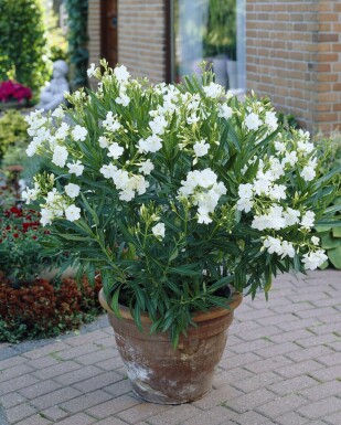Oleander Nerium Oleander Struik Wit 80-100 Pot