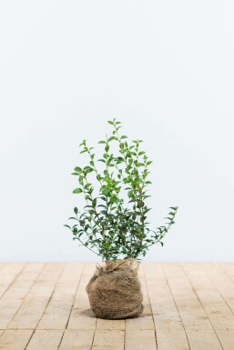 Schijnhulst Osmanthus burkwoodii Haag 30-40 Pot Schijnhulst / Osmanthus Burkwoodii 30-40 cm