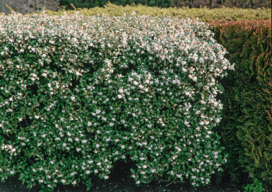 Schijnhulst / Osmanthus Burkwoodii 30-40 cm