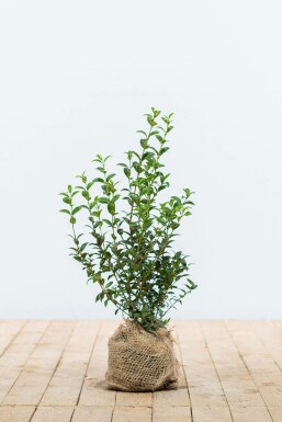 Schijnhulst Osmanthus burkwoodii Haag 40-60 Pot Schijnhulst / Osmanthus Burkwoodii 40-60 cm