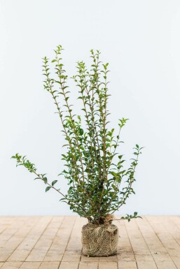 Schijnhulst / Osmanthus Burkwoodii 60-80 cm