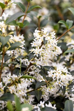 Schijnhulst / Osmanthus Burkwoodii 60-80 cm - Kluit
