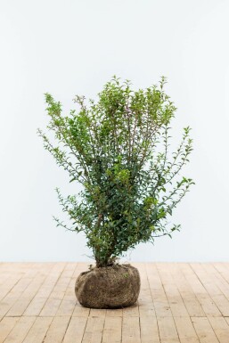 Schijnhulst / Osmanthus Burkwoodii