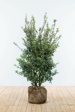 Schijnhulst / Osmanthus Burkwoodii 100-125 cm