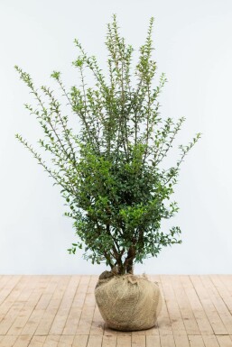Schijnhulst / Osmanthus Burkwoodii 125-150 cm