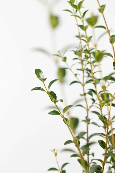 Schijnhulst / Osmanthus Burkwoodii 125-150 cm