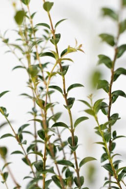 Schijnhulst / Osmanthus Burkwoodii 125-150 cm