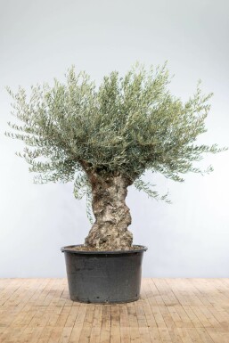 Olijfboom Olea Europea Bonsai Stamomtrek 100-120 Hoogte 200-225 Pot