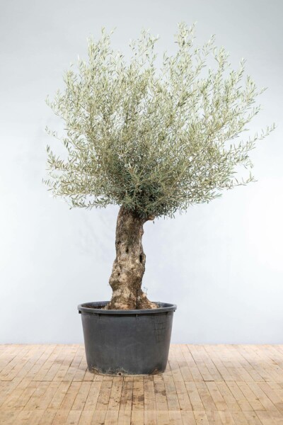 Olijfboom / Olea Europaea bonsai 175-200 cm