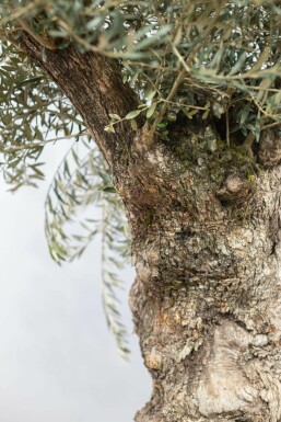 Olijfboom / Olea Europaea bonsai 175-200 cm