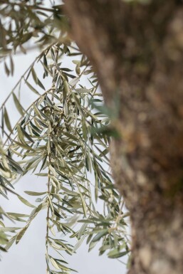 Olijfboom / Olea Europaea bonsai 175-200 cm