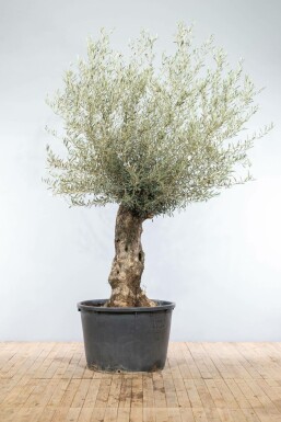 Olijfboom Olea Europea Bonsai Stamomtrek 40-60 Hoogte 175-200 Pot Olijfboom / Olea Europaea bonsai 175-200 cm