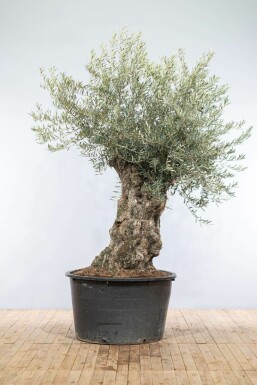 Olijfboom Olea Europea Bonsai Stamomtrek 80-100 Hoogte 200-225 Pot Olijfboom / Olea Europaea bonsai 200-225 cm