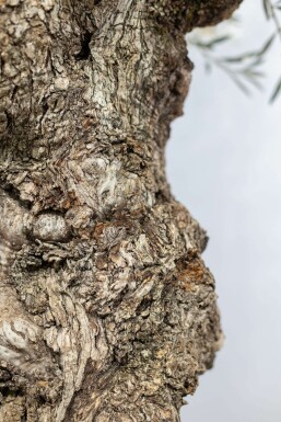 Olijfboom / Olea Europaea bonsai 200-225 cm