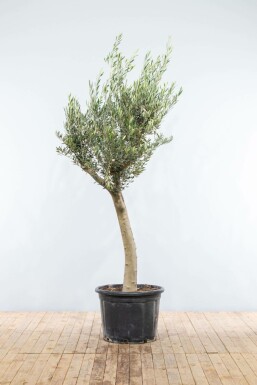 Olijfboom / Olea Europaea knorrig vertakt 175-200 cm