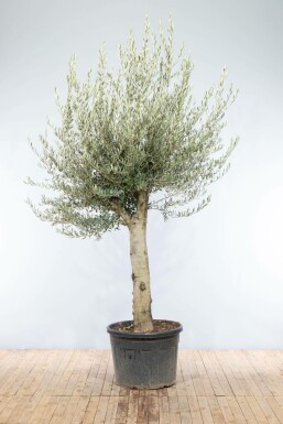 Olijfboom Olea Europea Knorrig Stamomtrek 40-50 Hoogte 200-225 Pot Olijfboom / Olea Europaea knorrig vertakt 200-225 cm