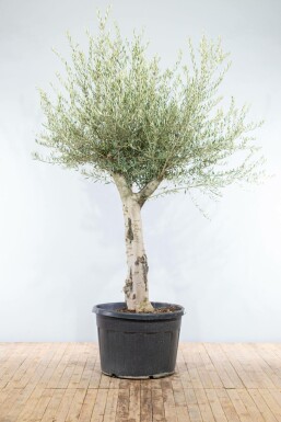 Olijfboom Olea Europea Knorrig Stamomtrek 50-60 Hoogte 200-225 Pot Olijfboom / Olea Europaea knorrig vertakt 200-225 cm