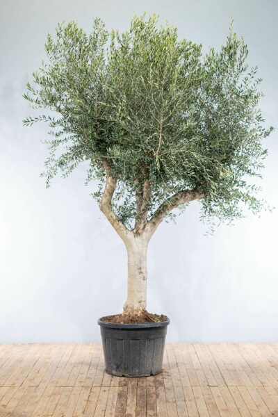 Olijfboom / Olea Europaea knorrig vertakt 200-225 cm