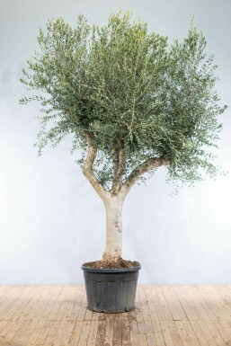 Olijfboom Olea Europea Knorrig Stamomtrek 60-70 Hoogte 200-225 Pot Olijfboom / Olea Europaea knorrig vertakt 200-225 cm