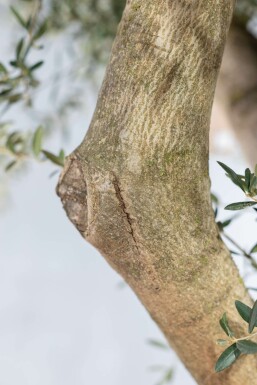 Olijfboom / Olea Europaea knorrig vertakt 200-225 cm