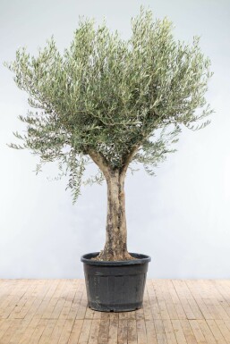 Olijfboom Olea Europea Knorrig Oldskin Stamomtrek 30-40 Hoogte 175-200 Pot Olijfboom / Olea Europaea knorrig vertakt Old Skin 175-200 cm