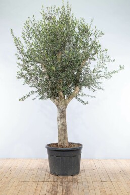 Olijfboom Olea Europea Knorrig Oldskin Stamomtrek 40-50 Hoogte 200-225 Pot Olijfboom / Olea Europaea knorrig vertakt Old Skin 200-225 cm