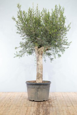 Olijfboom / Olea Europaea knorrig vertakt Old Skin