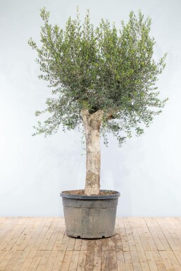 Olijfboom Olea Europea Knorrig Oldskin Stamomtrek 50-60 Hoogte 200-225 Pot Olijfboom / Olea Europaea knorrig vertakt Old Skin 200-225 cm