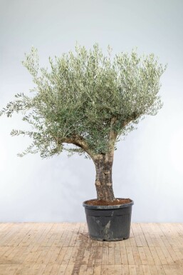 Olijfboom Olea Europea Knorrig Oldskin Stamomtrek 60-70 Hoogte 200-225 Pot Olijfboom / Olea Europaea knorrig vertakt Old Skin 200-225 cm