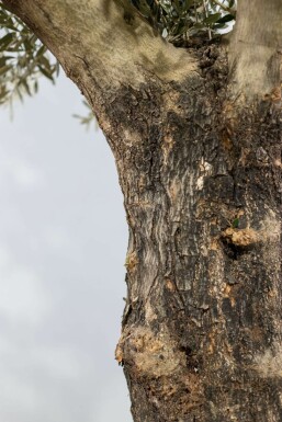Olijfboom / Olea Europaea knorrig vertakt Old Skin 200-225 cm