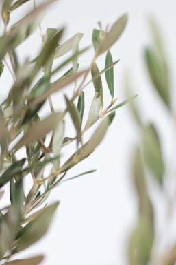 Olijfboom / Olea Europaea ministam 120-140 cm