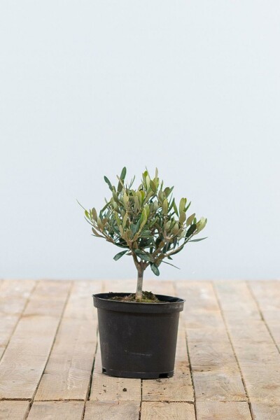 Olijfboom Olea Europea Ministam 20-30 Pot Olijfboom / Olea Europaea ministam 20-30 cm
