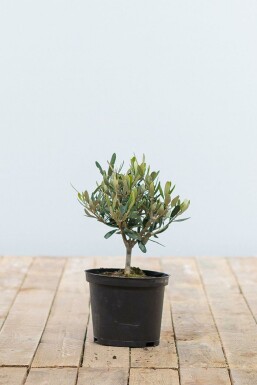 Olijfboom / Olea Europaea ministam 20-30 cm