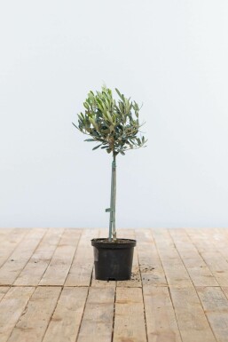 Olijfboom / Olea Europaea ministam 40-60 cm