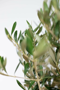 Olijfboom / Olea Europaea ministam 40-60 cm