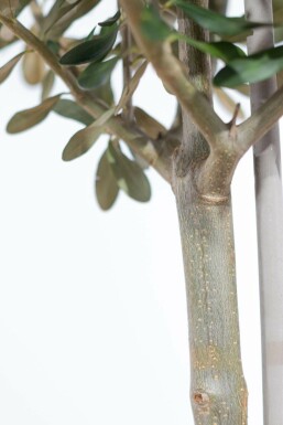 Olijfboom / Olea Europaea ministam 40-60 cm